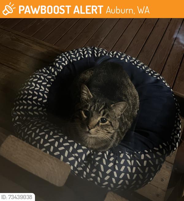 Found/Stray Unknown Cat last seen M street, Auburn, WA 98002