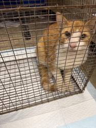 Found/Stray Male Cat last seen Near N Libby, Warr Acres, OK 73122