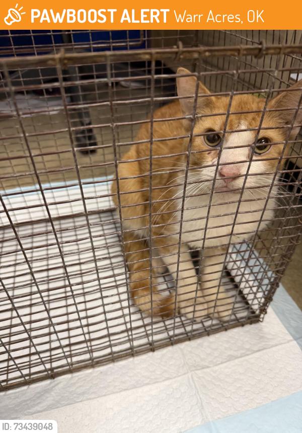 Found/Stray Male Cat last seen Near N Libby, Warr Acres, OK 73122