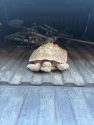 Found/Stray Unknown Reptile last seen 87th terrace and Thomas road, Scottsdale, AZ 85251