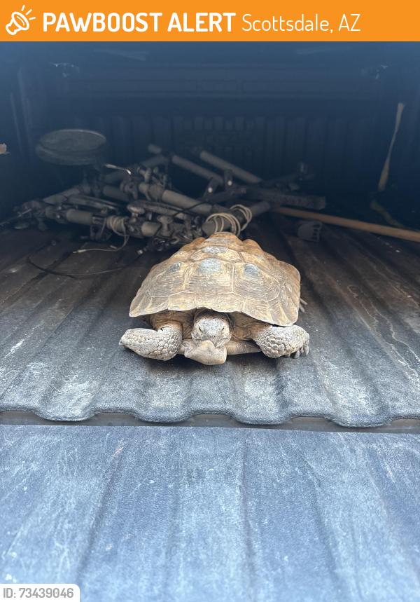 Found/Stray Unknown Reptile last seen 87th terrace and Thomas road, Scottsdale, AZ 85251