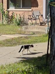 Found/Stray Unknown Cat last seen 96th and S Calhoun Ave, Chicago, IL 60617