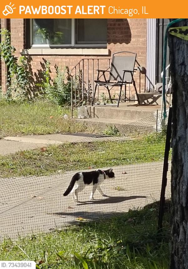 Found/Stray Unknown Cat last seen 96th and S Calhoun Ave, Chicago, IL 60617