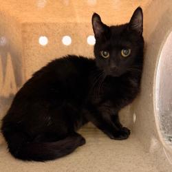 Shelter Stray Female Cat last seen , Animal Care & Control Team of Philly, 111 W Hunting Park Ave, Philadelphia, PA 19140, USA