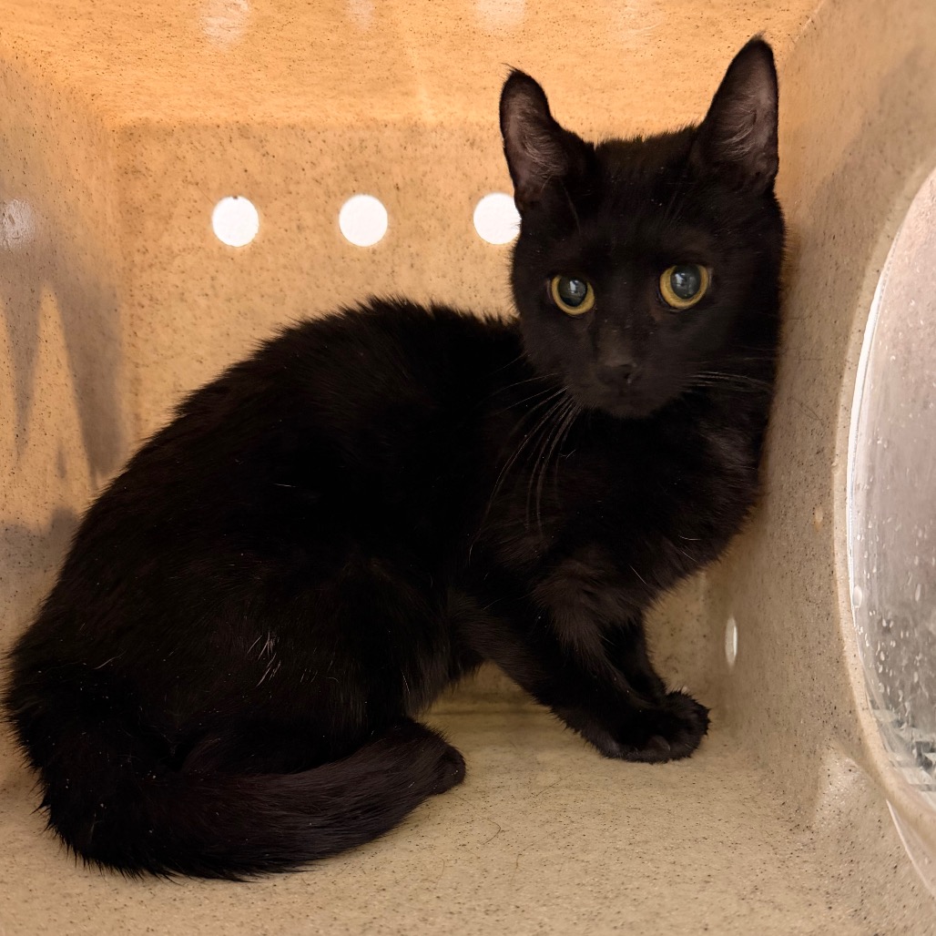 Shelter Stray Female Cat last seen , Animal Care & Control Team of Philly, 111 W Hunting Park Ave, Philadelphia, PA 19140, USA