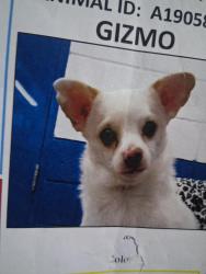 Lost Male Dog last seen Louisiana and central se, Albuquerque, NM 87108