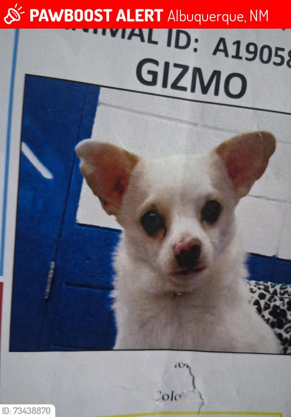 Lost Male Dog last seen Louisiana and central se, Albuquerque, NM 87108