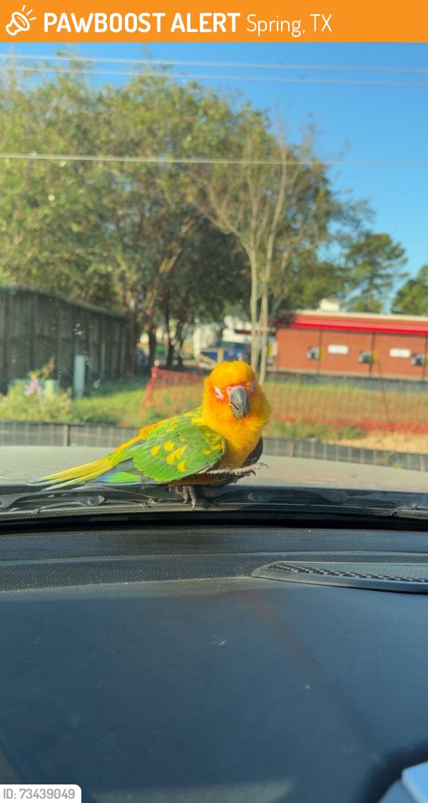Found/Stray Unknown Bird last seen Louetta Food Mart, Spring, TX 77388