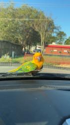 Found/Stray Unknown Bird last seen Louetta Food Mart, Spring, TX 77388