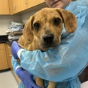 Shelter Stray Male Dog last seen , 3607 N Armenia Ave, Tampa, FL 33607, USA