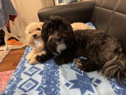 Found/Stray Female Dog last seen Brookside drive near South Orange Ave, West Orange, NJ 07052