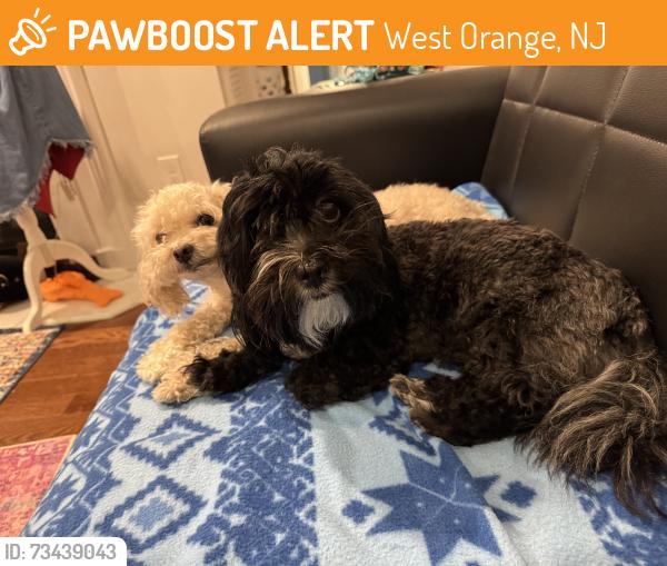 Found/Stray Female Dog last seen Brookside drive near South Orange Ave, West Orange, NJ 07052