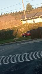 Reunited Unknown Dog last seen Pizza Hut , Spruce Pine NC 28777, Spruce Pine, NC 28777