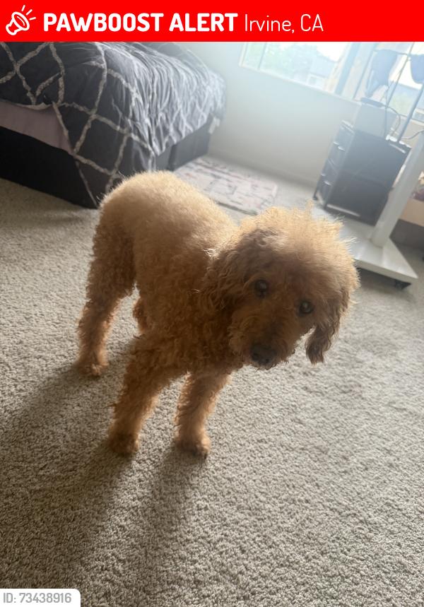Lost Male Dog last seen Woodbridge, Irvine, CA 92604 (near home), Irvine, CA 92604