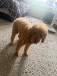 Lost Male Dog last seen Woodbridge, Irvine, CA 92604 (near home), Irvine, CA 92604