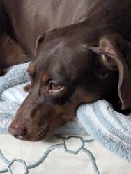 Found/Stray Unknown Dog last seen Sports Park in Tartesso,, Buckeye, AZ 85396