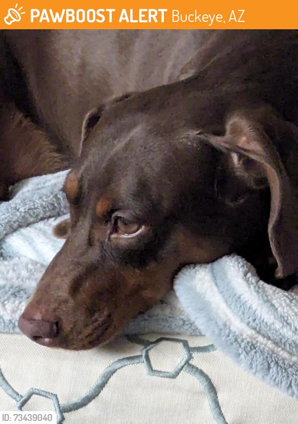 Found/Stray Unknown Dog last seen Sports Park in Tartesso,, Buckeye, AZ 85396
