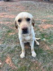Lost Male Dog last seen Whitehorn Cove Area, Wagoner, OK 74467