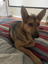 Found/Stray Female Dog last seen E Davis St Smithfield, Smithfield, NC 27577