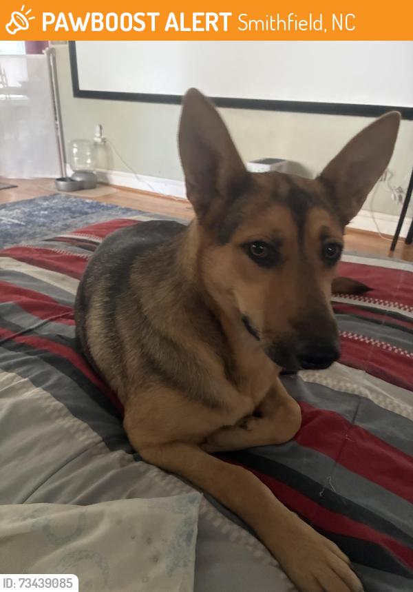 Found/Stray Female Dog last seen E Davis St Smithfield, Smithfield, NC 27577