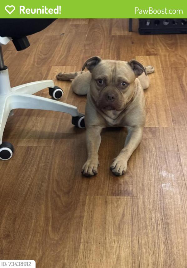 Reunited Male Dog last seen Houston, Houston, TX 77063