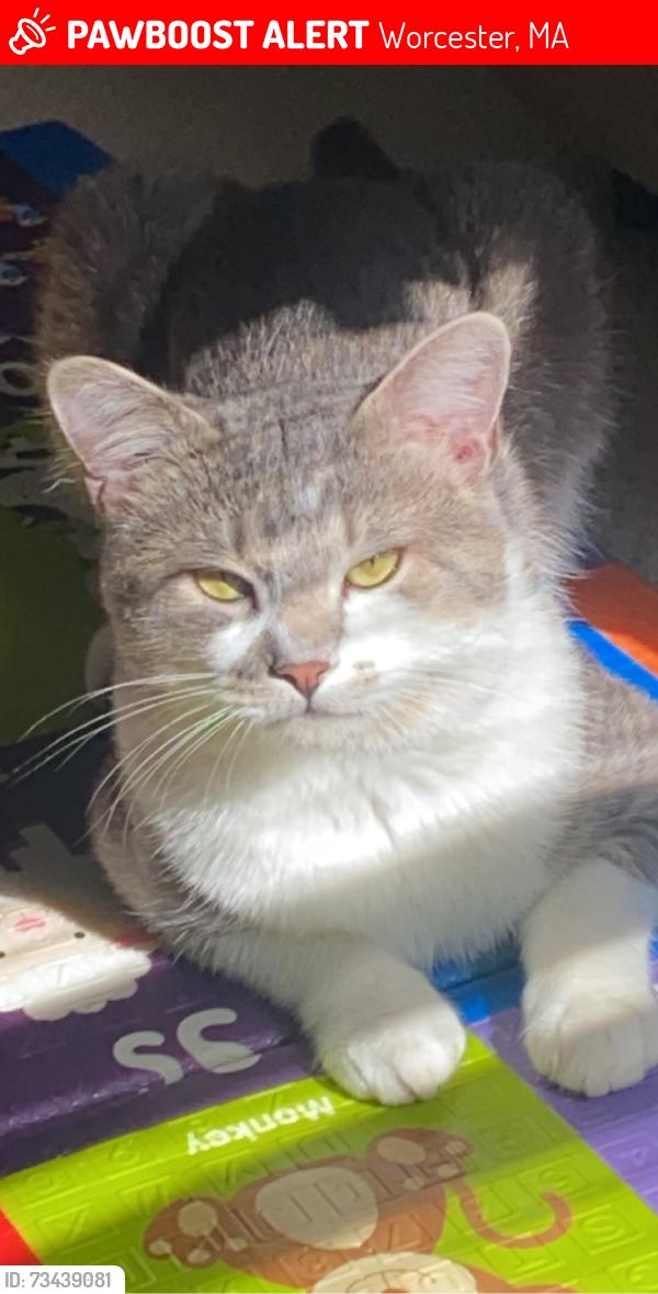 Lost Male Cat last seen Hale st, Arthur st, Palm st, Worcester, MA 01604