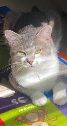 Lost Male Cat last seen Hale st, Arthur st, Palm st, Worcester, MA 01604