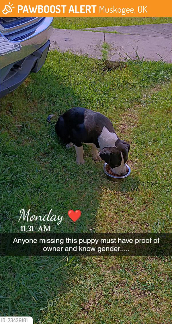 Found/Stray Unknown Dog last seen S 79th w, Muskogee, OK 74401