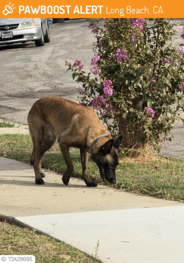 Found/Stray Unknown Dog last seen San Antonio & Falcon, Long Beach, CA 90807