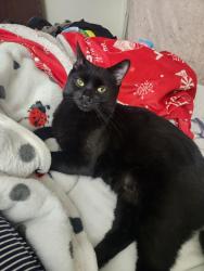 Reunited Male Cat last seen Modena road Coatesville, Coatesville, PA 19320