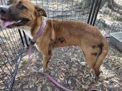 Found/Stray Female Dog last seen near main intersection in China, China, TX 77613