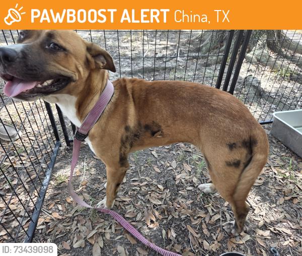 Found/Stray Female Dog last seen near main intersection in China, China, TX 77613