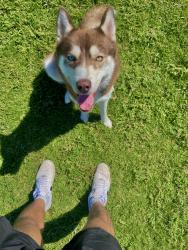 Reunited Male Dog last seen N 63rd ave and W cactus road, Glendale, AZ 85304