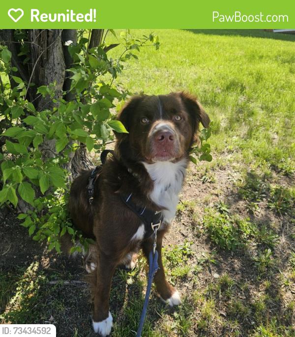 Reunited Male Dog last seen Near adrian st new Carrollton, New Carrollton, MD 20784