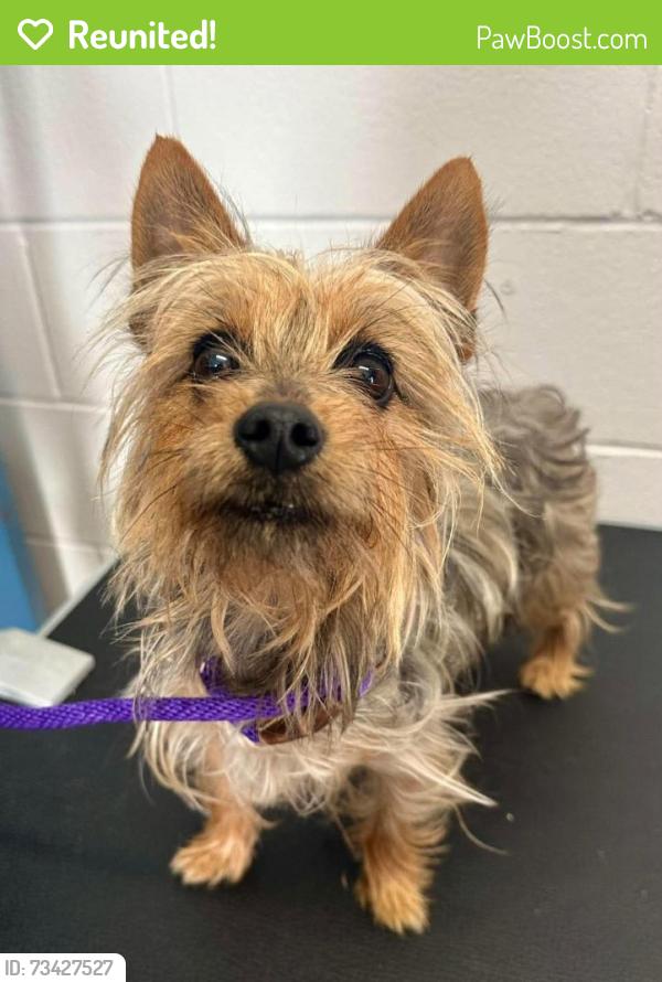 Reunited Male Dog last seen Forest and Wakefield, Saint Paul, MN 55106