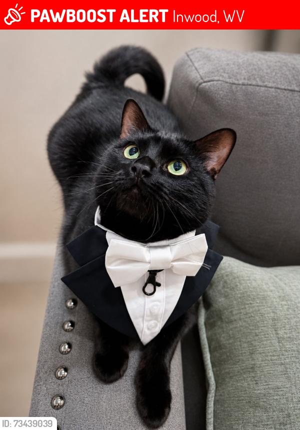 Lost Male Cat last seen Near Gerrardstown Rd, Inwood, WV 25428 McDonald’s, Inwood, WV 25428