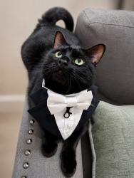 Lost Male Cat last seen Near Gerrardstown Rd, Inwood, WV 25428 McDonald’s, Inwood, WV 25428
