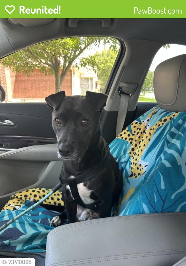 Reunited Female Dog last seen pearland junior high south, Pearland, TX 77584