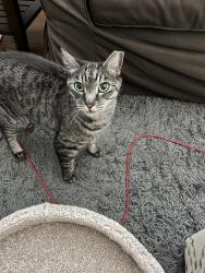 Reunited Female Cat last seen 20th and Kalorama Rd NW, Washington, DC 20009
