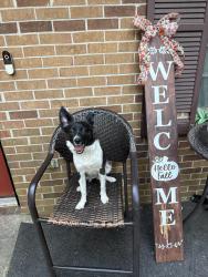 Reunited Female Dog last seen Harbins road, Williams road, Norcross, GA 30093