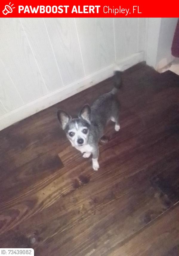Lost Female Dog last seen Burger King and charging station, Chipley, FL 32428