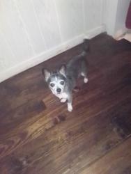 Lost Female Dog last seen Burger King and charging station, Chipley, FL 32428