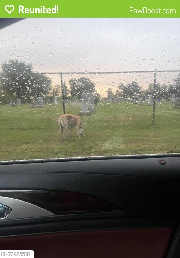 Reunited Unknown Dog last seen Elmhurst cemetery, Saint Paul, MN 55117