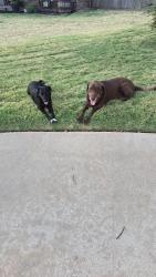 Found/Stray Male Dog last seen Timber Creek neighborhood, Oklahoma City, OK 73099