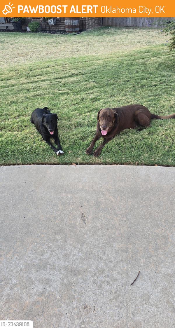 Found/Stray Male Dog last seen Timber Creek neighborhood, Oklahoma City, OK 73099