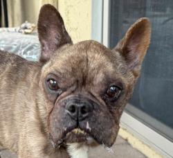 Found/Stray Male Dog last seen Lake Pleasant Pkwy and Cibola Vista Dr, Peoria, AZ 85383