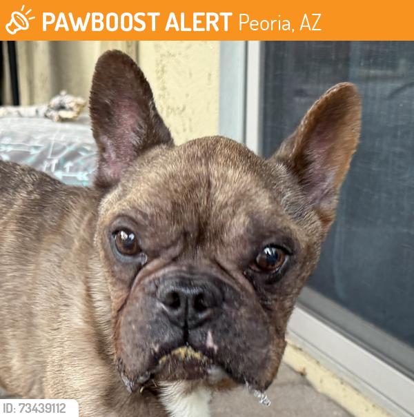 Found/Stray Male Dog last seen Lake Pleasant Pkwy and Cibola Vista Dr, Peoria, AZ 85383