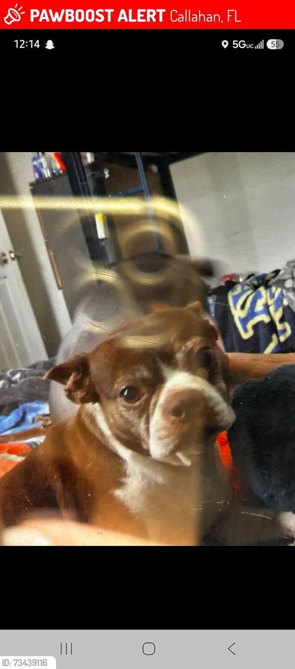 Lost Female Dog last seen On dornbush Rd, Callahan, FL 32011