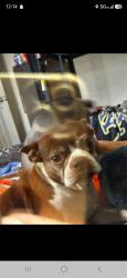 Lost Female Dog last seen On dornbush Rd, Callahan, FL 32011