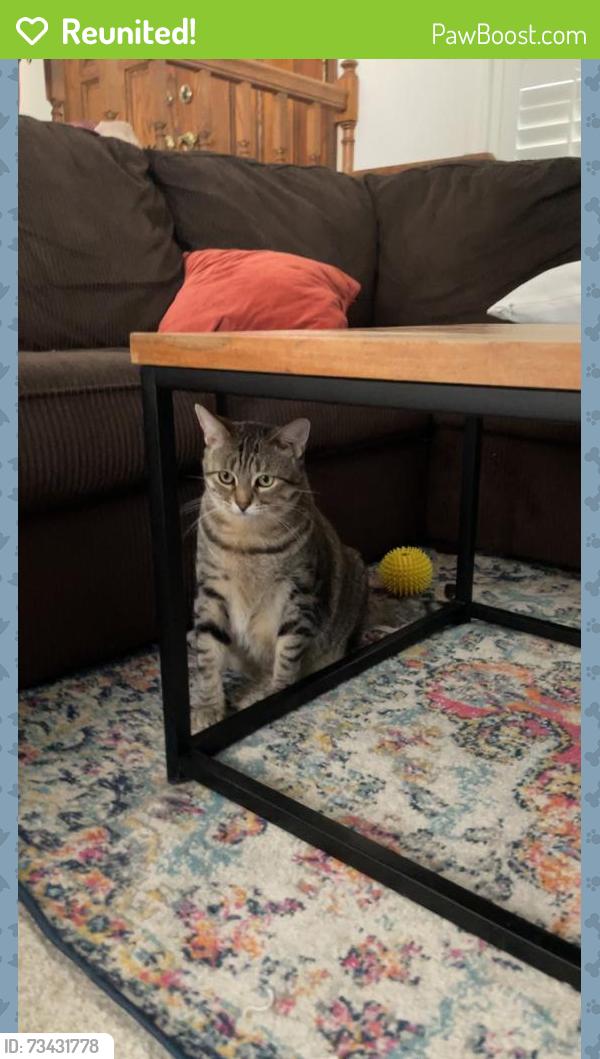 Reunited Female Cat last seen Courtney Lane, Huntington Beach, CA 92649